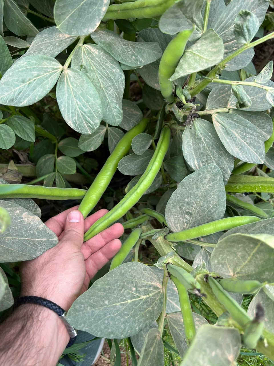🌱 بذور باقلاء هولندية ممتازة! 🌱
​المواصفات الفنية للمنتج:
​الشركة والعلامة التجارية: Bio Verde (Bio Verde Seeds)
​الصنف: أكوادولس - قرون طويلة جداً (AQUADULCE Extra-Long Pod)
​المنشأ: هولندا (Holland)
​تاريخ التعبئة: 7 / 2026
​نسبة الإنبات (Germination): لا تقل عن 85%
​نسبة النقاء (Purity): لا تقل عن 99%
​المعاملة (Treatment): مسبورة ومُعاملة بالمبيد الفطري (Metalaxyl-M) لحماية البذور
​الوزن: 5 كغم
​رقم التشغيلة (Lot Number): 26.20.01/01
​📞 للاتصال والاستفسار: ***********
💬 للتواصل عبر الواتساب: ***********
