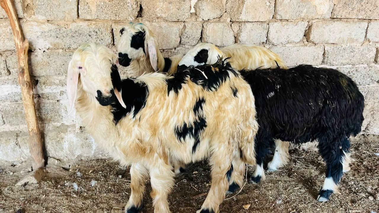 نجديات • ٦حبات • نعجه أم ثاني