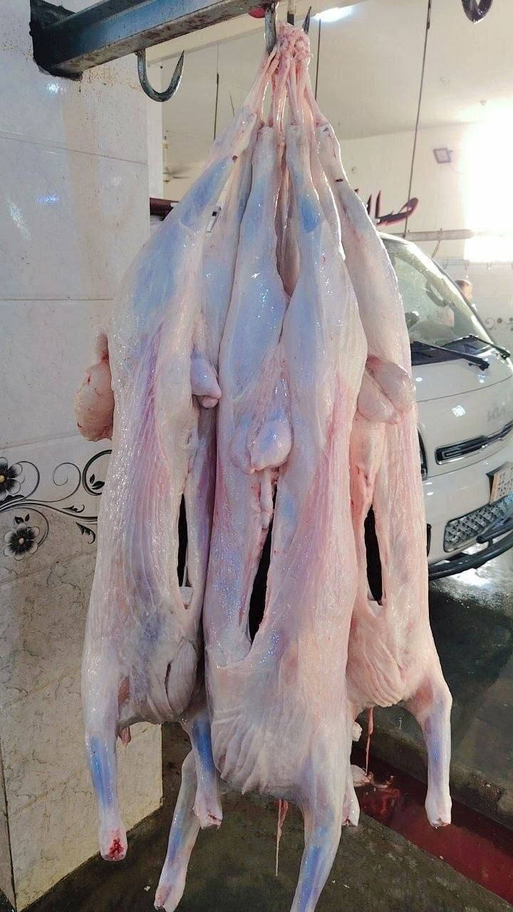 طلي خالص • مثروم • شارع ابو النسوره