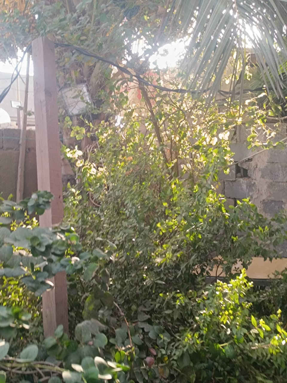 طابو زراعي • أبا ذر الغفاري • ٣٠٠م