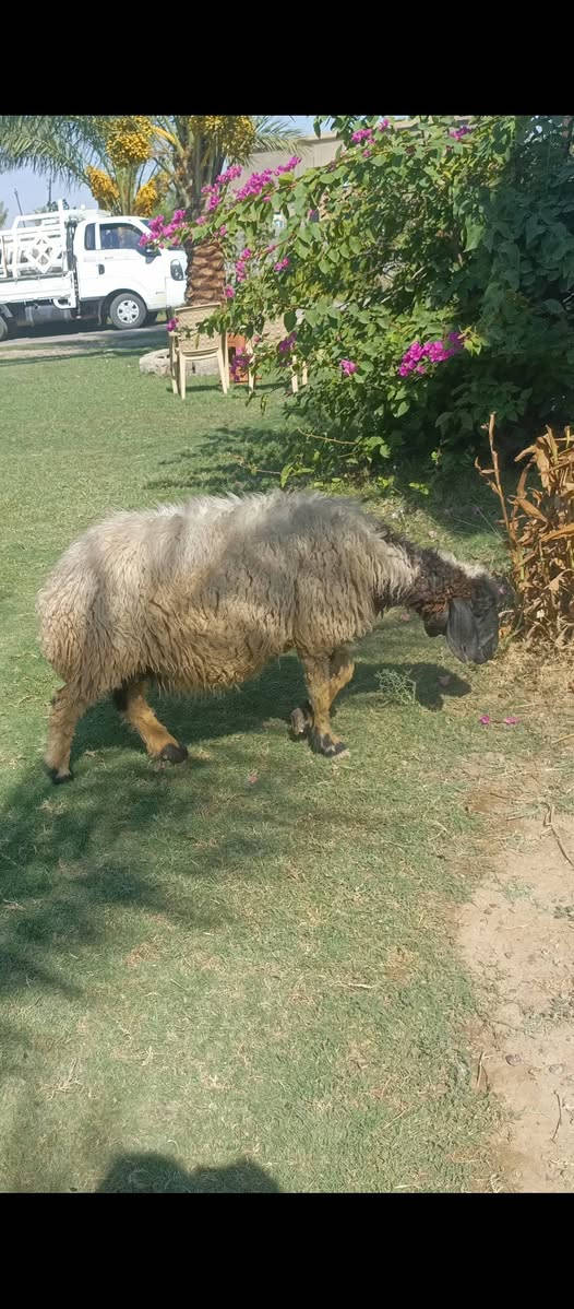 بسم الله الرحمن الرحيم حلال للبيع اسمع تفاصيل الحلال يلا تتصل على الرقم حلال العدد 9 حلال مال جني حلال بس جوعان راد له اكل ب حلال بي 7 ماخذات الفحل امانه الله مالات جني ونظيفات سن وشطر. صور سنون الحلال بالمنشور مكانهن بغداد المشاهده قرب التاجي سعر الزوج 500 قفل بدون عمله. ‪***********
