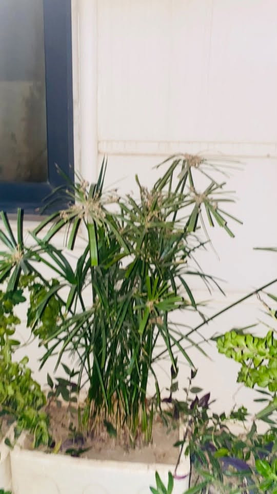 نباتات للبيع

الوفيرا كثيفة جداً للتفريد عدد كبير سعر 10كلها 

يهوديه 3 كبيره 

سعد او مظله 5

عين البزون او ونكا 5 زهرية جداً لون وردي ولون ابيض 

كف الوزة 3

دراسينا كبيره جداً مليانه خلفات 8

لسان حماتي 3

كلهم ب35 

سبب البيع سويت قمريه مظله وصارن يطولن هوايه وعندي من كل نوع كميه كبيره 

***********
