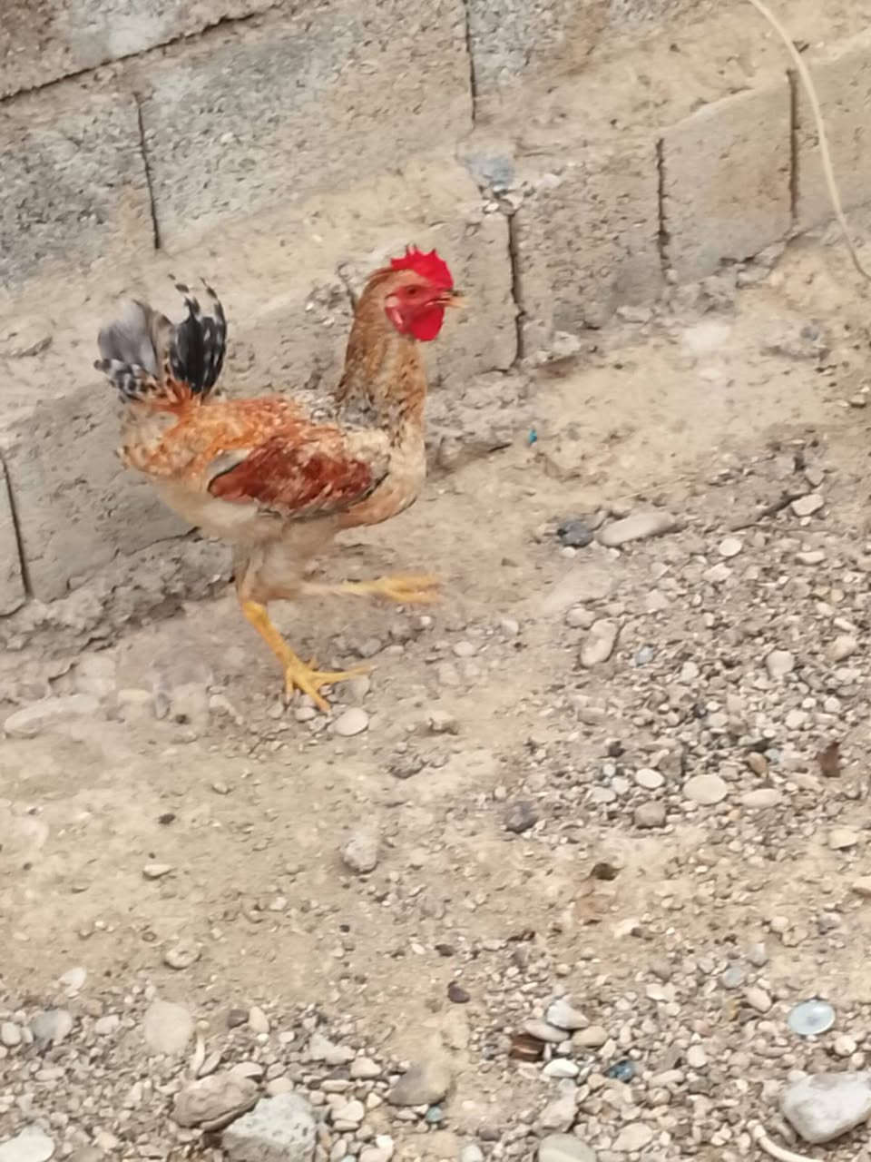 ديوكه • عرب • واتساب