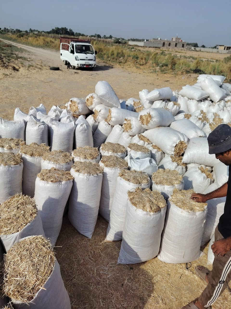 تبن • درجة اولى • ترس فول