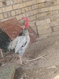 ديج عرب • عدد ٢ • السدير