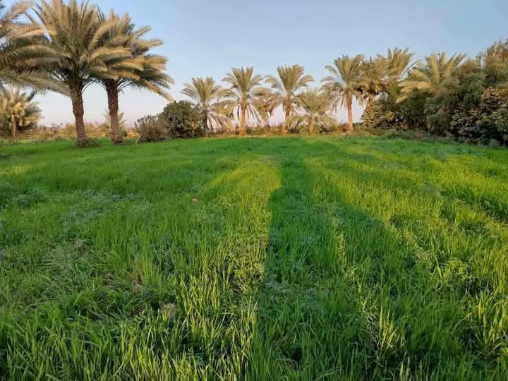 الشيخ عامر التاجي • ٤دونم • طابو