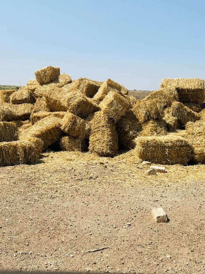 سلام عليكم تبن البيع شرط متره ***********

