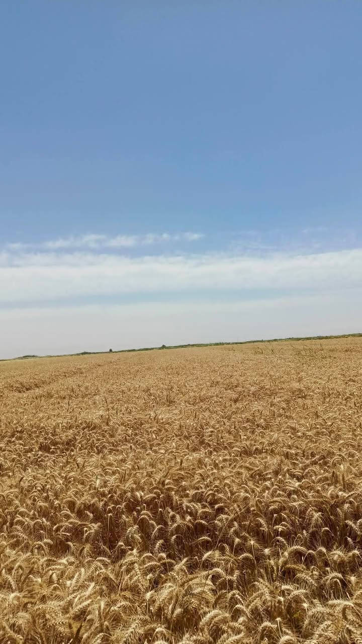 بذور حنطه عربيه بنت المغلف السعر مليون للاستفسار ***********
