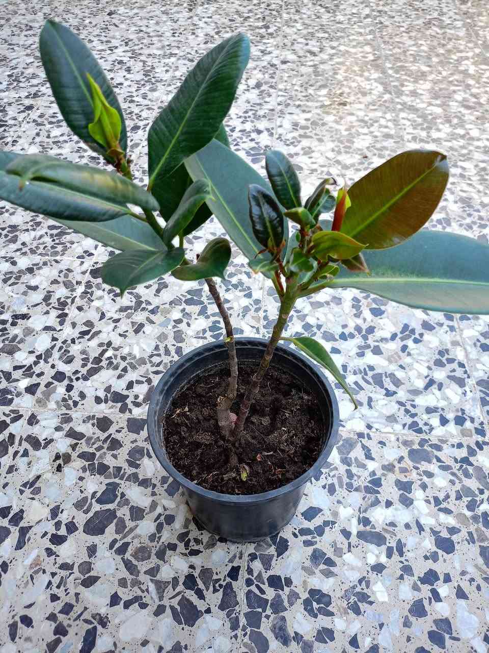 السلام عليكم مسائكم خير وعافية 

🌿🌱 شتلات ونباتات خارجية دائمية وملائمة للظروف الجوية للبيع 

🌵 صبار صغير عدد 4 — القطعة ب2,000 د.
🌵 صبار كبير وكثيف — 5,000 د.
🌵 صبار وسط —  عدد 2 بـ 7,000 د.
🌺 وردة الكنا / فحل الموز — 2,000 د.
🌱 مكحلة أو اليهودي — 2,000 د.
🌿 مطاط — 3,000 د.
🌱 دمعة الطفل — 2 بـ 3,000 د.
🌹 سندان كبير ورد الصباح الأبيض — 3,000 د.
🌹 سندان صغير ورد الصباح الوردي — 1,000 د.

والي ياخذ كل القطع بـ 30,000 د.

📍 العنوان: التاجيات – خلف محطة الطاقة
📞 للاستفسار : ***********

🌹 بالعافية على اللي ياخذهن وإن شاء الله يتهنى بيهن.

