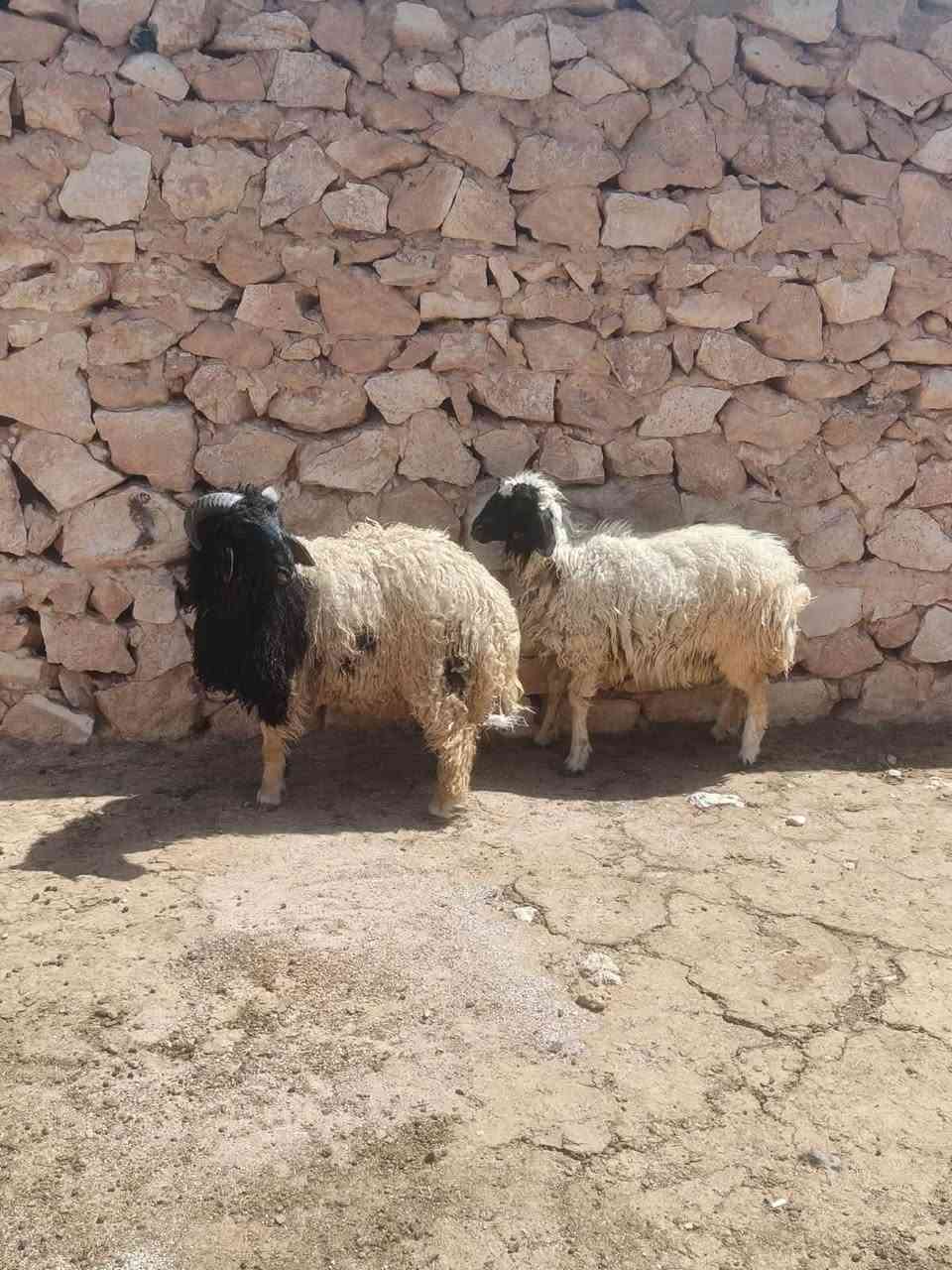متاح زوج طلي فطيمه سمن معالفه جوه علف خشنه وشكه طويله وسمن شرط نصاح شتريد يرهم كصابه جنيه كلشي ترهم سعر زوج ٦٢٥مكان بروانه سنجك يوجد توصيل حسب لاتفاق ***********
