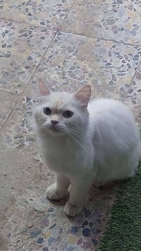 لگينة بزون ابيض عيونه سمائية ضايع.  واضح انه مالبيت، نظيف وميخاف من ال...