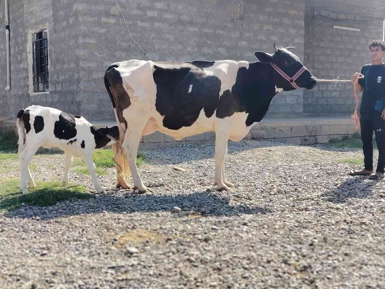 بقرة زراعيه • ولاد جديد • مكفله