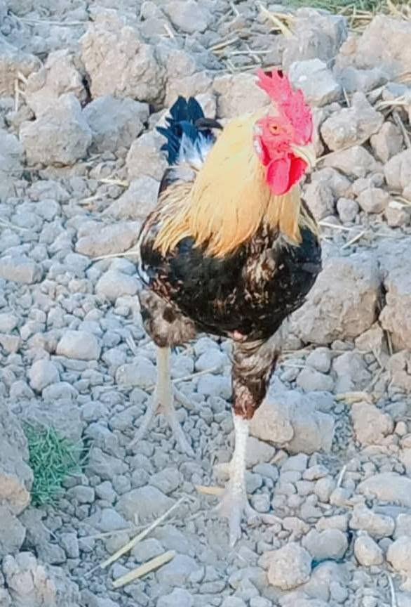دجاج عرب للبيع ديوجه فقط نوع شمسي ماخذ جميع اللقاح العدد اكثر من عشرة سعر المفرد15 وذا كلهم بيهم مجال للشراء الاتصال ع الرقم ***********
