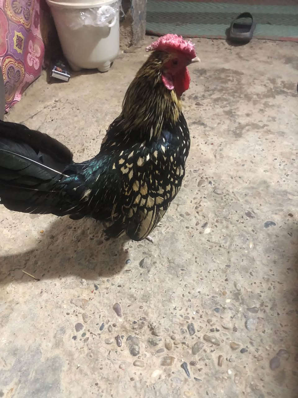 للبيع • بلد