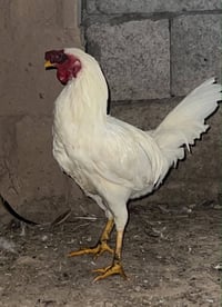 ديوكه • للبيع • سعر عالي