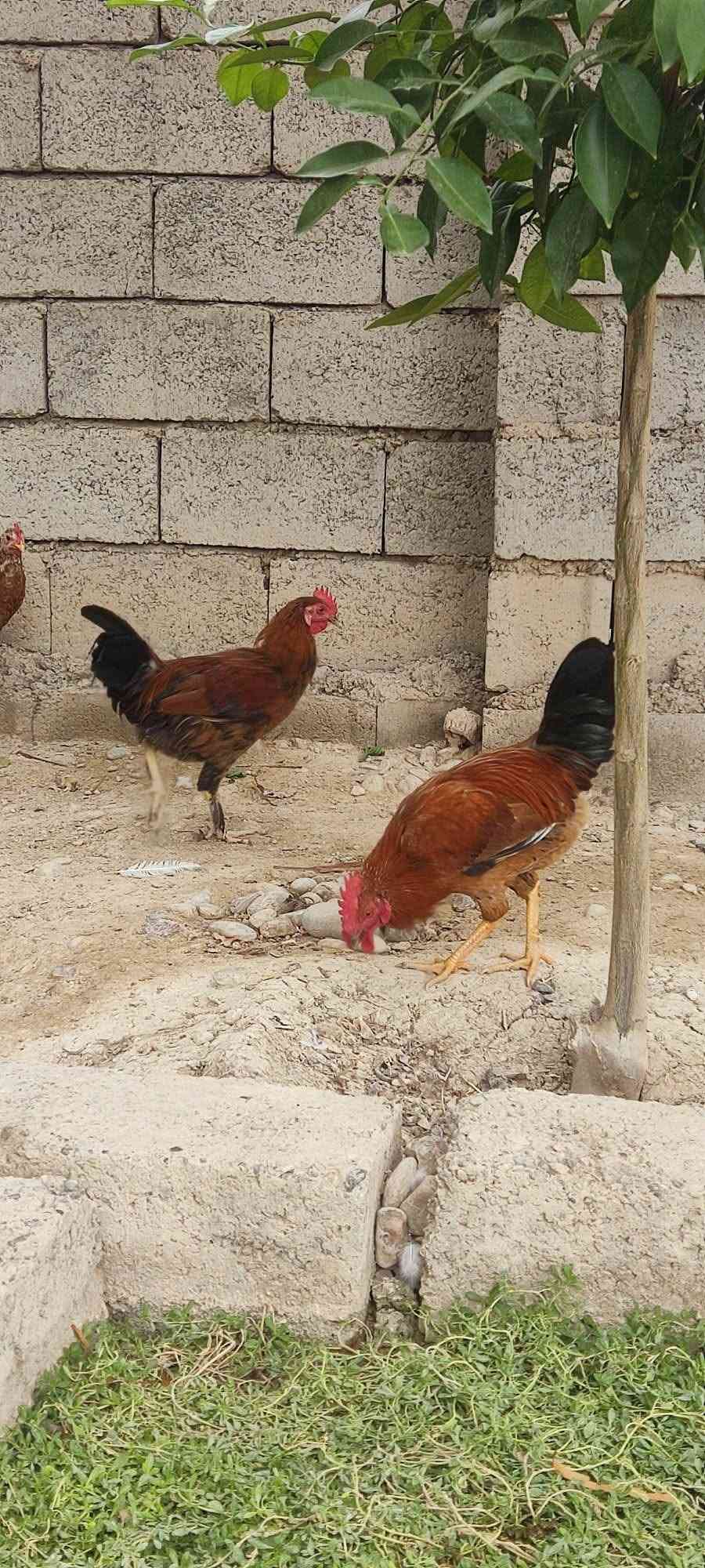 ديوجه عرب • سنة • ٤ للبيع