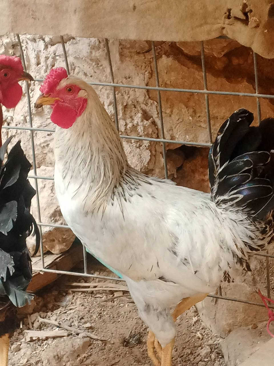 زوج ديوكه • عرب • مالت بيت