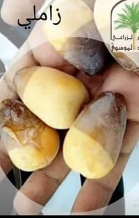 🌴🌟 تتوفر لدينا كافة أنواع الفسائل بأصناف مميزة ومضمونة 🌟🌴  الأنواع الم...