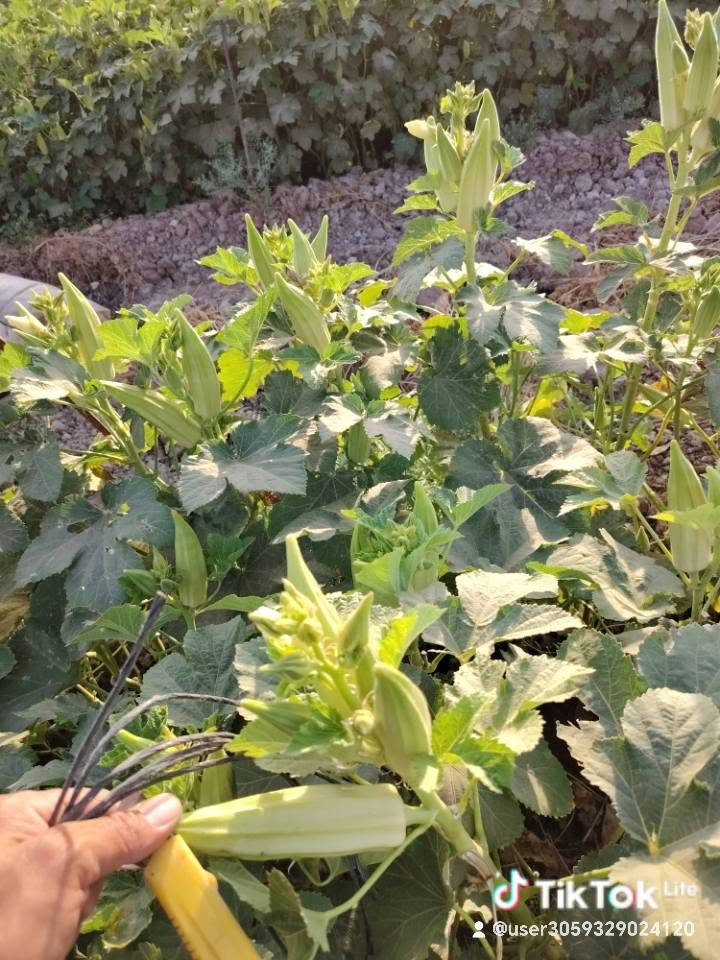بذور بانية • سلطانة • الندى الزراعية