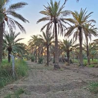 كربلاء الزبيلية • دونم واحد • أكثر من ٦٠ نخلة