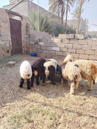 فحل ٣ • إناث ٣ • بغداد والأنبار