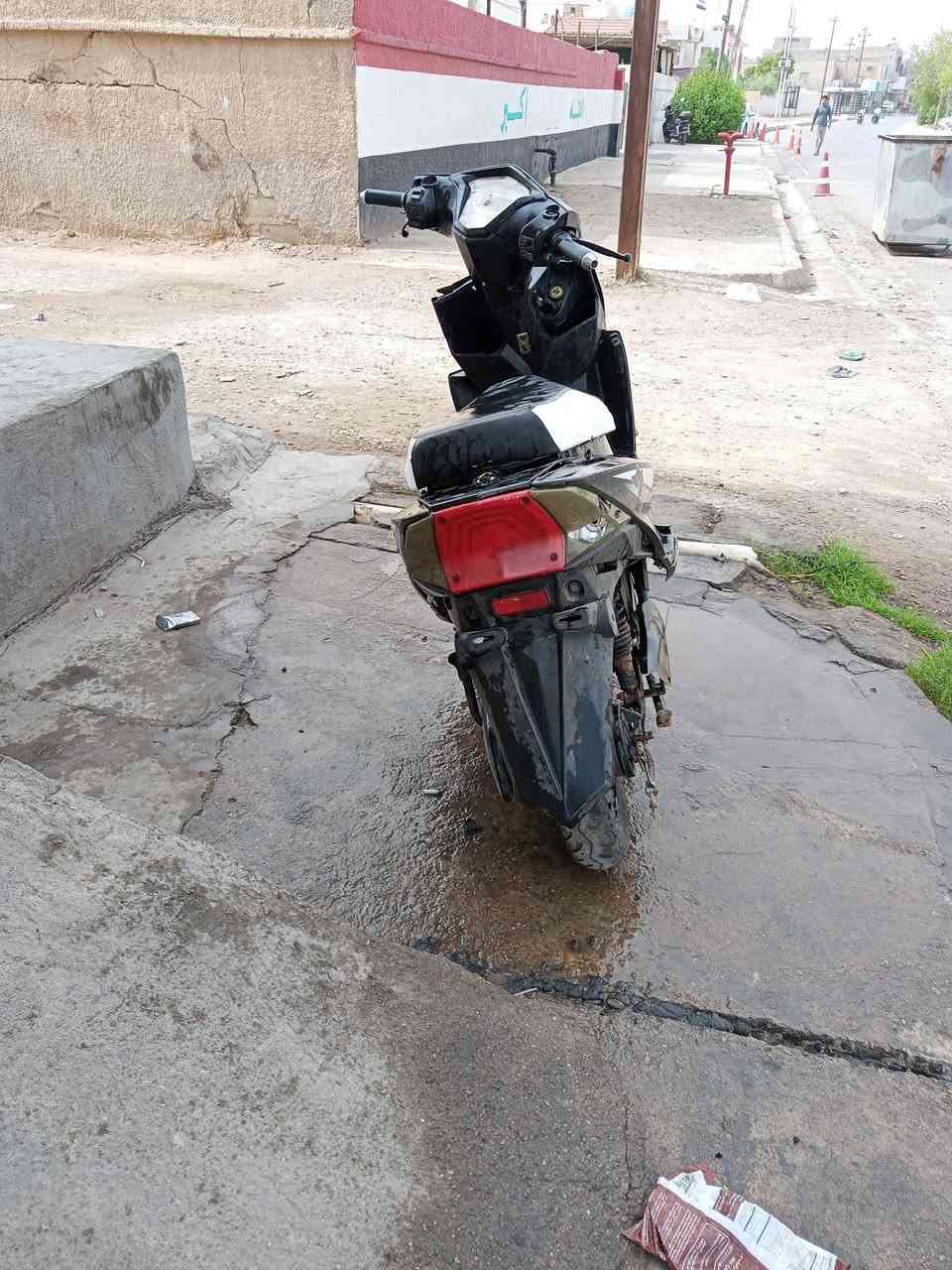 سكنس جبلي • قشر • شغال