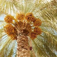 طريق حله نجف • ٣دوانم وربع • طابو زراعي