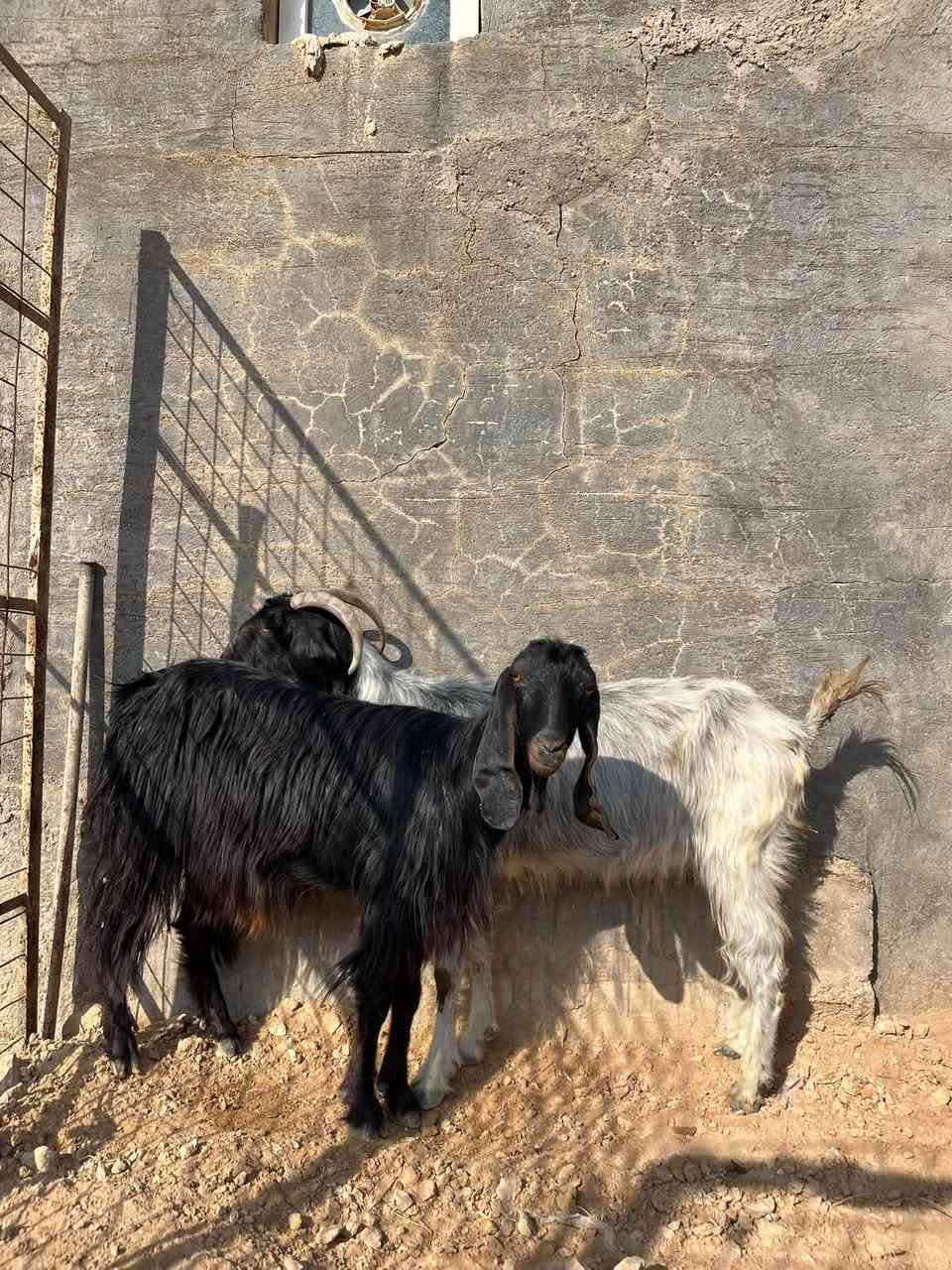 زوج معز • فتايات محنيات • حي العسكري