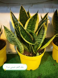 ضليات جديدة • برلايت • حجر ليكا