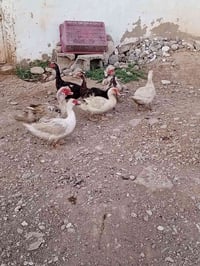 ٩ سايلو • بيش الزوج