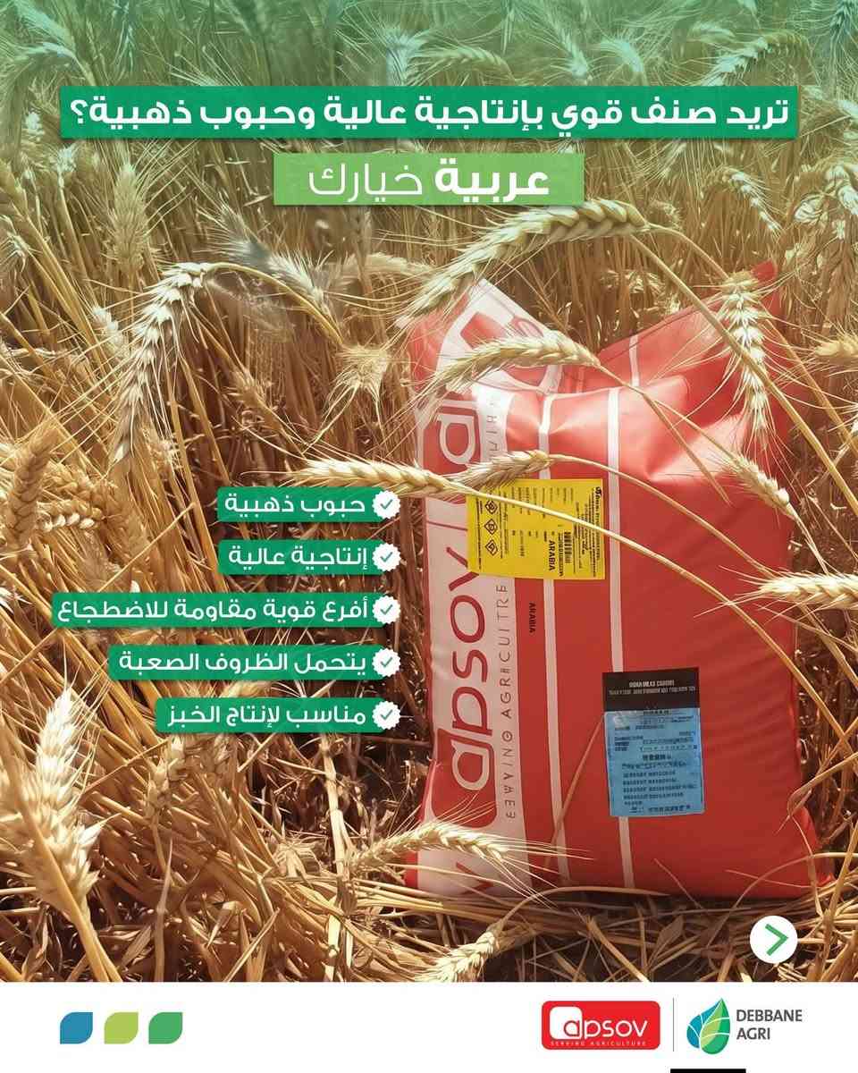عربية • بيسانزيو • إنتاجية عالية