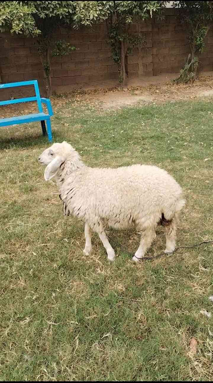 فطيمة • للبيع • بغداد التاجي