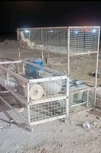اقفاص دجاج • هلاسه دجاج • واسط كوت الجديده