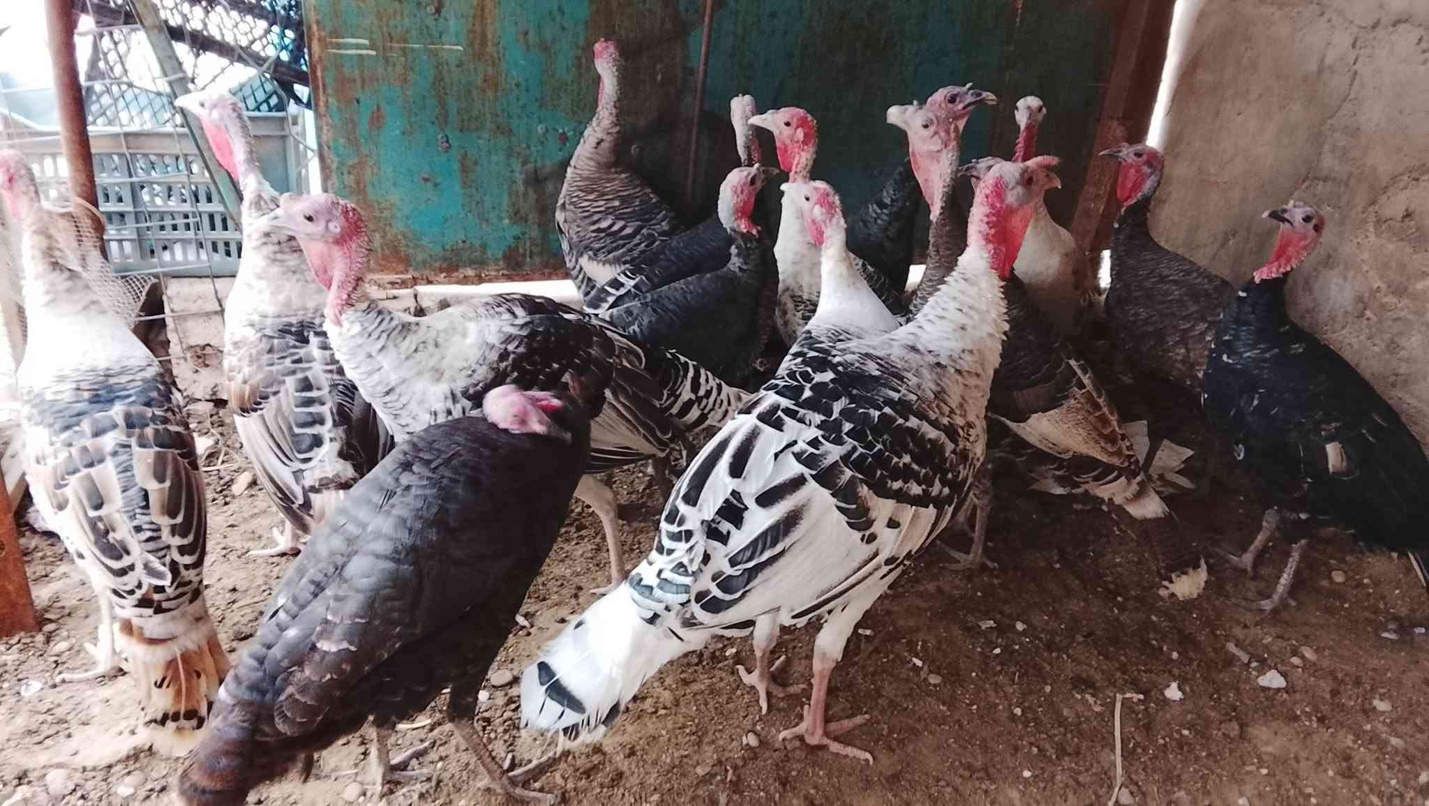 فسيفس عرب • فحلين • تكريت القادسيه