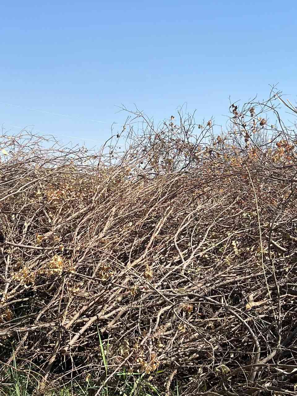 الي يريد يجي ياخذ حطب راهم مال مشمش يابس
للتواصل ***********
