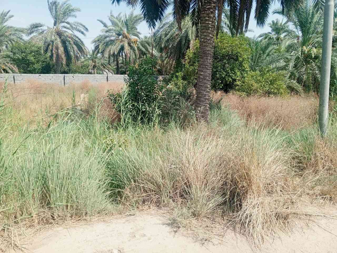 سلام عليكم بستان للبيع 530متر يبعد عن شارع 70 متر موقع واسط صويره جوميسه الغربيه سعر 30 وبيه مجال تواصل ***********
