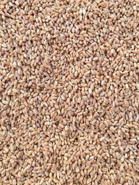 حنطة بورو • بنت المغلف • شرط النظافة