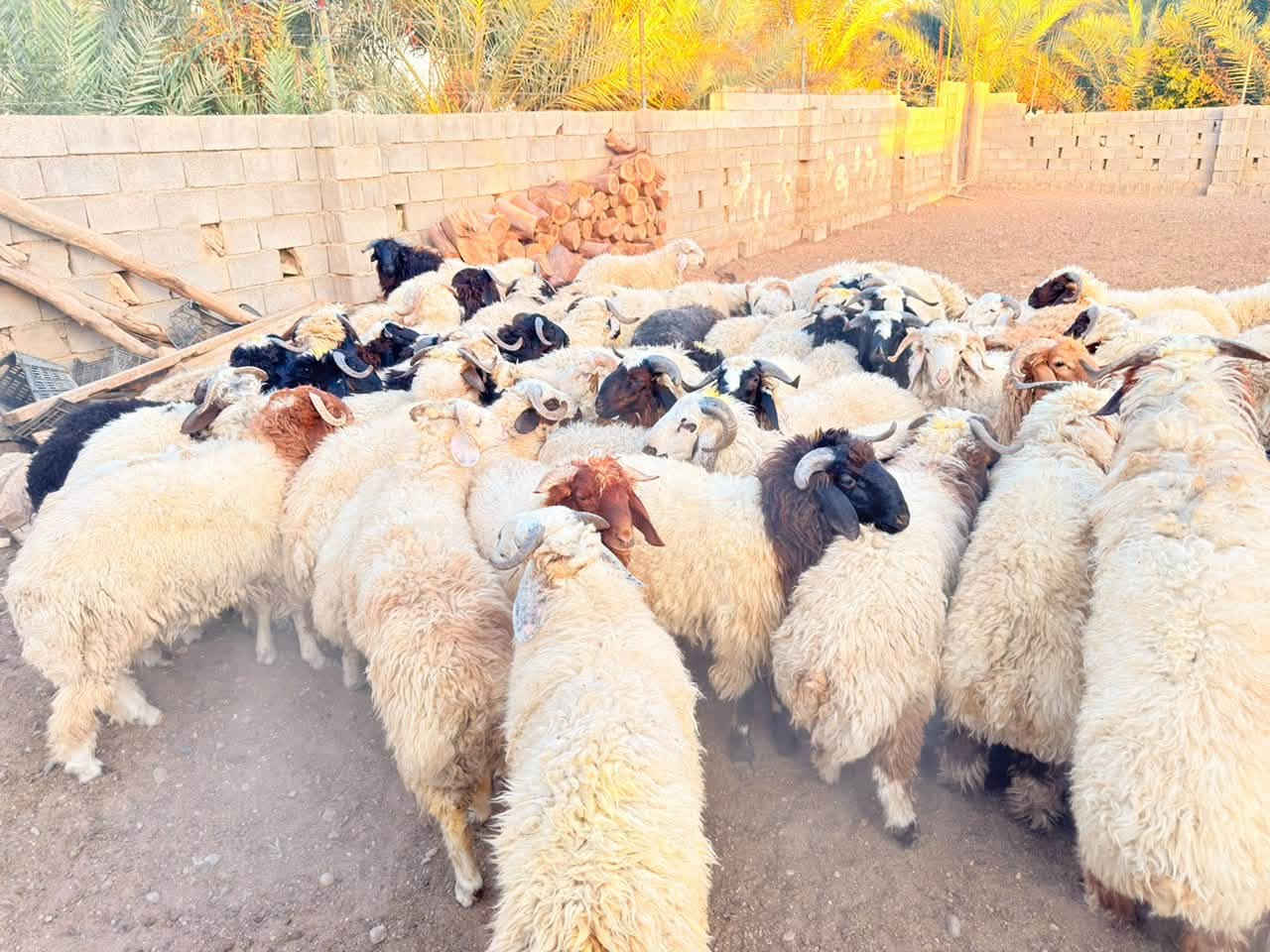 السلام عليكم
طليان للبيع شرط النصاحه ومفولات مال قوزي
البيع شلع - ومفرد 

المكان العلم - قريه سمره 
الاستفسار والأسعار الاتصال عل رقم 

‭***********‬

‭***********‬
