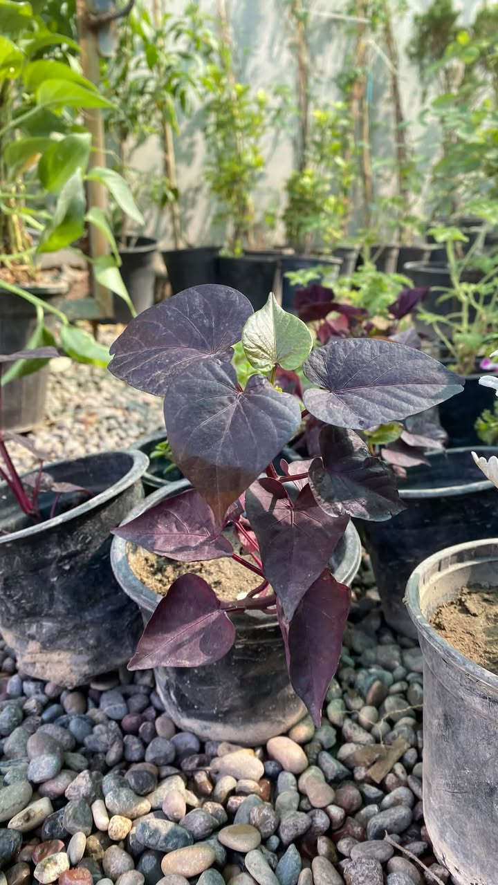 السلام عليكم 🤍وصول وجبة نبتات جديدة انتضرونا العصر تنزل الاسعار  اهلا بكم بمشتل دوميز 💙🌳
