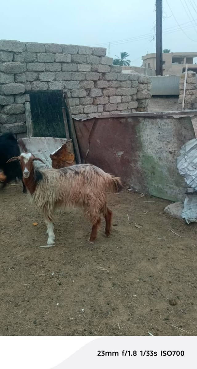 صخلات • العدد ٧ • البوعجيل