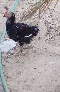 ديوكه • للبيع • السعر بالصور