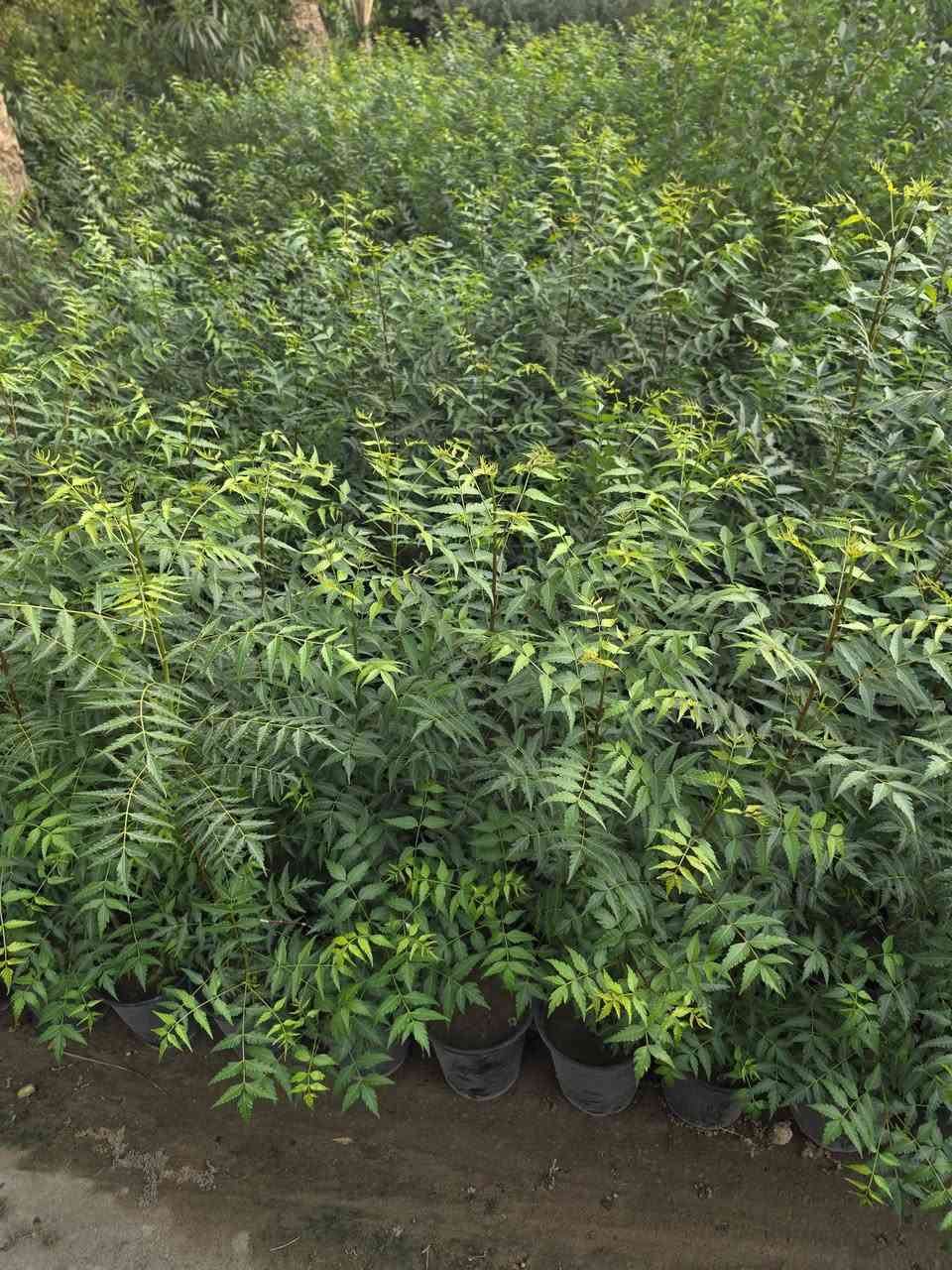 نبات النيم الهندي (Azadirachta indica) 
​صيدلية الطبيعة الخضراء وأحد أشهر النباتات العلاجية في العالم.
​الفوائد الرئيسية:
​مكافحة الآفات: يُستخرج منه زيت النيم، وهو مبيد حشري وفطري طبيعي وآمن للزراعة العضوية.
​العناية بالبشرة والشعر: يمتلك خواص مضادة للبكتيريا والفطريات، فيُعالج حب الشباب، القشرة، ومشاكل الجلد.
​صحة الفم: تُستخدم أغصانه تقليدياً كـ "مسواك" لتنظيف الأسنان وحماية اللثة.
للطلب: تواصل معنا عبر الرسائل أو الرقم: [***********--***********]
📍 الموقع: [بغداد_الكريعات خلف شارع المعارض]
