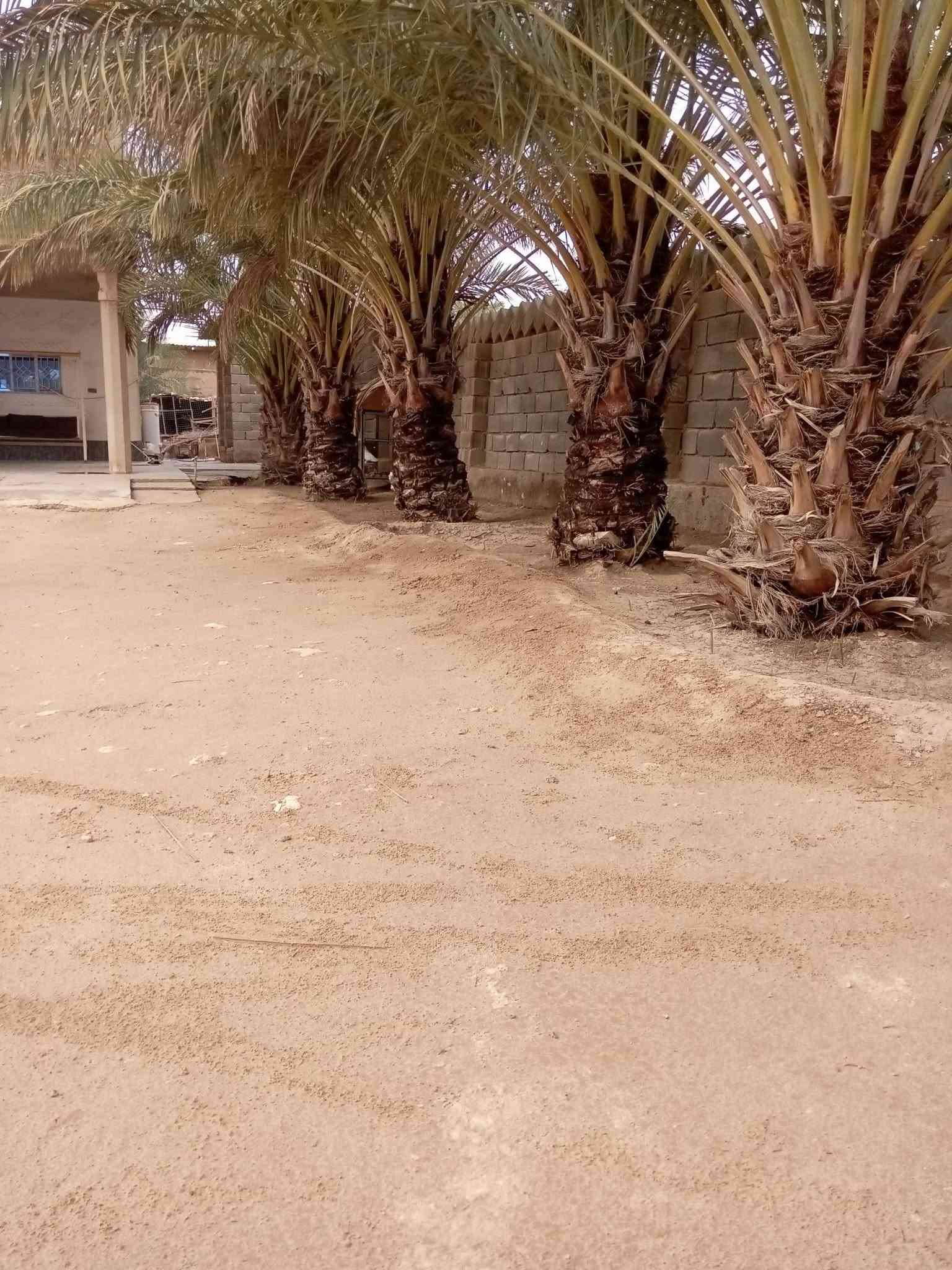 دار سكن للبيع.
في ناحية بروانة(قرب محطة وقود بروانة 
قرب مدرسة ساطع الحصري. 
طابو زراعي. 
مساحة الدار 1600م. 
يحتوي الدار على ما يلي. 
الطابق الاول: 
كليدور. 
ديوان. 
هول. 
غرفتين نوم. 
صحيات داخلية معزولة. 
مطبخ حار بارد. 
صحيات خارجية واسعة. 
ارتفاع سياج الدار 2/5
الطابق الثاني: 
3غرف نوم. 
ملاحظة.
يوجد فيه بئر ماء. 
اشجار مثمرة 7 زيتون. 
17نخلة مثمرة. 
برتقال مثمر. 
وليمون مثمر. 
السعر خاص رقم ***********
يبعد عن محطة وقود بروانة تقريبا 700م
ومدرسة ساطع الحصري للبنين 300م
