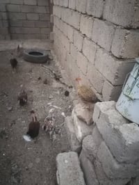 فراريج ابو ركيبه • ٤شهور • برطله