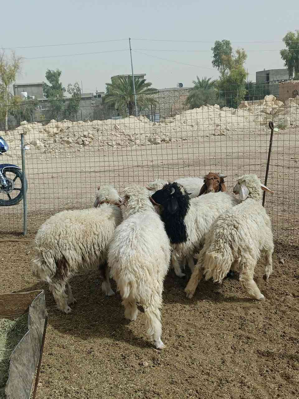 ٦ طليان • ربط • ناحية الريحانه
