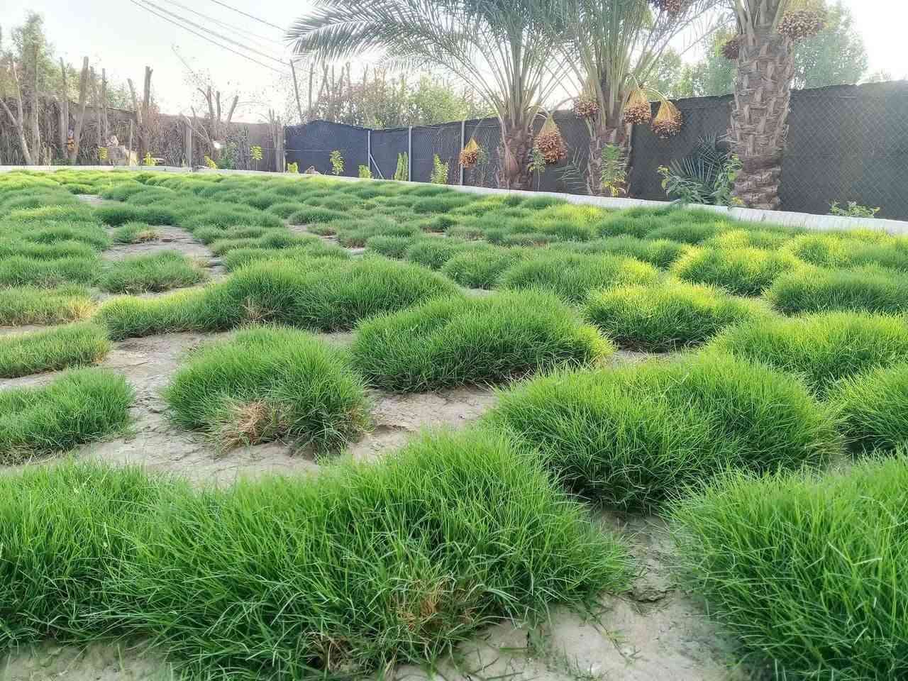 فلاح حدائق • مكينة ثيل • تقليم أشجار