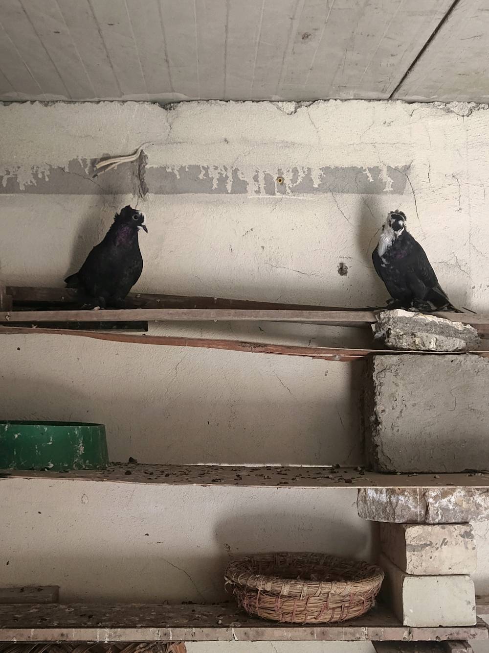 زوج • ١٥ • بغداد نهروان