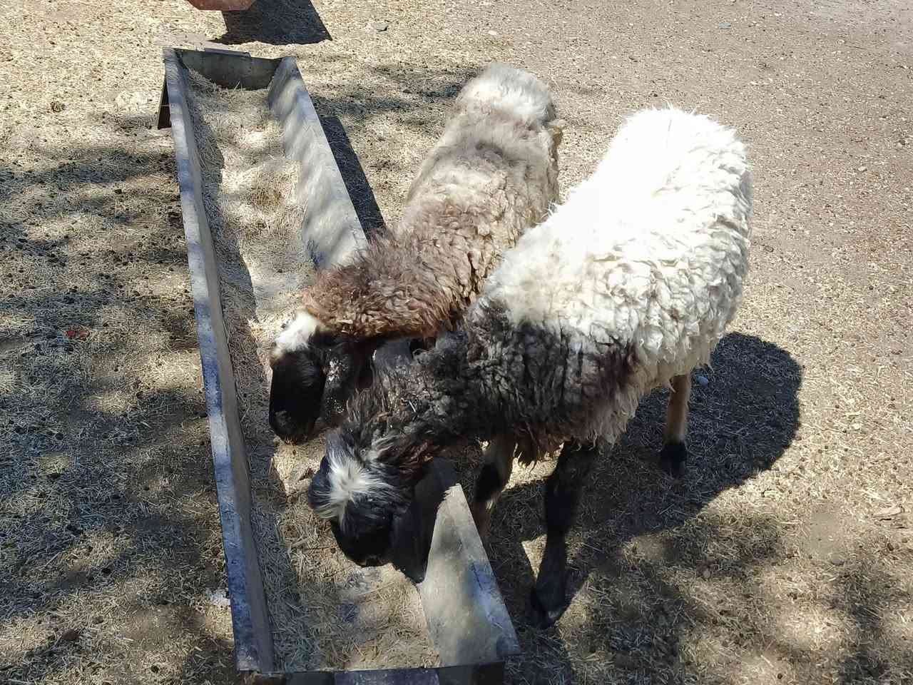 يوجد وراجين حانيات شهر ونص شرط نصاحه سن وشطر شرط ضمان3يام نصاحه فول نشاط وين جنايه سعر 400الف شلع كلهن المكان بيجي رقم الهاتف‏‪***********‬‏
