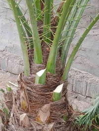 نخل • حدايق • بستنة
