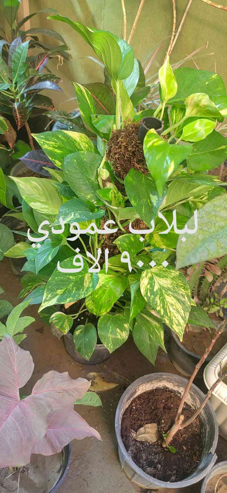 📍 زورونا في مشتل ومنحل كاردينيا
الموقع ديالى بعقوبه التحرير مقابل بيت كمبش والفرع الثاني بكاطون الرحمه للاستفسار الاتصال على الرقم ***********

نص مكتوب في الصور:
- بلاب متدلي
- ٦,٠٠٠ الاف
- سجاد الف دينار
- شمدوريا ١٢٠٠٠ الف
- كلونيما ٨٠٠٠ الاف
- مطاط ٧٠٠٠ الاف
- زنبق السلام
- ٨٠٠٠ الاف
- دفنباخية ٨٠٠٠ الاف
- بلاب عمودي ٩٠٠٠ الاف
- دفنباخية ٨٠٠٠ الاف مشتل ومنحل كاردنيا صورة منذ 54 د كل الهلة هاي اسعارنا الجديدة مشتل ومنحل كاردنيا بعقوبة التحرير مقابل بيت كمبش والثاني كاطون الرحمة مراسلة مشتل ومنح...